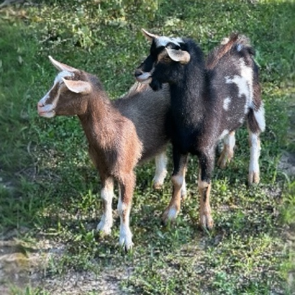 No Theme Share Show - Picture 3 of 6